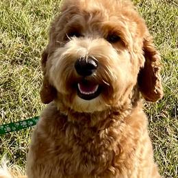 Molly - Australian Labradoodle