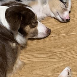 Miniature Australian Shepherd All Grown Up from Diamond Rainbow Aussies