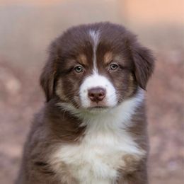 Winchester - Red tri-color Australian Shepherd puppy in Buckeye, Arizona from Wranglin Aussies