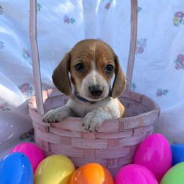 Puppy 2 - Red male Dachshund puppy in Riverside, California from Saddle Up Dachshunds
