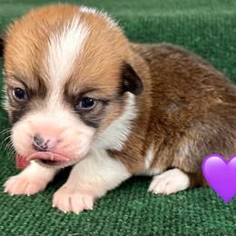 Brooklyn - White and red female Pembroke Welsh Corgi puppy in Hico, Texas from Chisholm Trail Kennels
