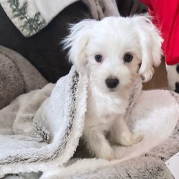 Dachshunds, Dalmatians, Havanese, Maltese, Pomeranians, and Poodles from Destination Dalmatian