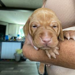 Boy 2 - Golden rust male Vizsla puppy in Chipley, Florida from GT Gundogs