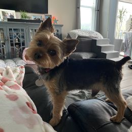 Boomer - Yorkshire Terrier