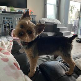 Boomer - Yorkshire Terrier