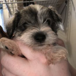 Miniature Schnauzer Puppies from Krystle's Miniature Schnauzers