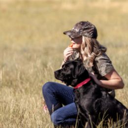 Benelli - Labrador Retriever