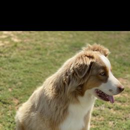 MIA - Miniature Australian Shepherd