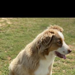MIA - Miniature Australian Shepherd