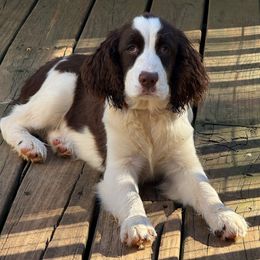 Free style - Liver and white female English Springer Spaniel puppy in Cookeville, Tennessee from AVE Springer Spaniels