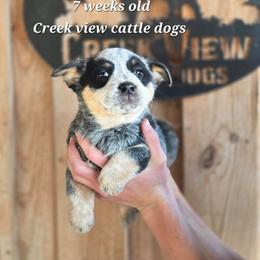 Girl 2 - Blue female Australian Cattle Dog puppy in Monroe, North Carolina from Creek View Cattle Dogs