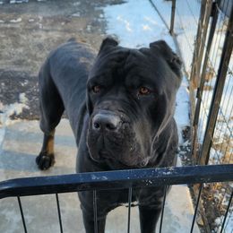 Proof - Cane Corso