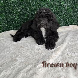 Brown boy - Black male Bernedoodle puppy in Modesto, California from Two Doods Doodles