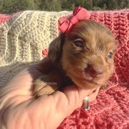 Paloma - Dapple female Dachshund puppy in Washington from Beautiful Doxies