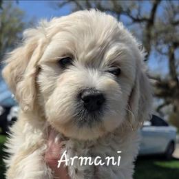 Armani - Cream male Goldendoodle puppy in Red Oak, Iowa from Fisher Pups-Stay Golden with a Doodle