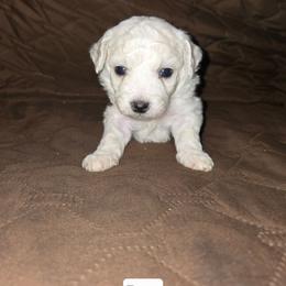 Onyx - White male Bichon Frise puppy in Altmar, Louisiana from Abbott Animals