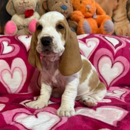Bubbles - Red and white female Basset Hound puppy in Pilot Mtn, North Carolina from Lowdown Love Basset Hounds