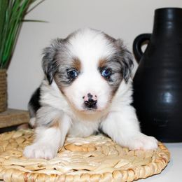 Miniature Australian Shepherd Puppies from Yarborough Kennels