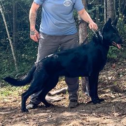 Valkyrie - German Shepherd