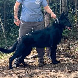 Valkyrie - German Shepherd