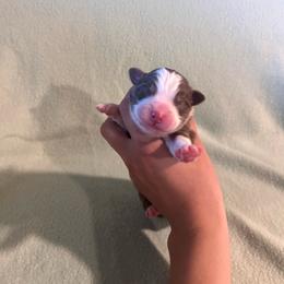 Beau - Red tri-color male Australian Shepherd puppy in Mcmillan, Michigan from Hall-N-Auss Australian shepherds