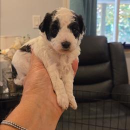 Daisy - Black & white female Maltipoo puppy in Everett, Washington from Meadows Ranch