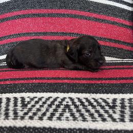 Miss Yellow - Brindle female Dachshund puppy in Willow Springs, Missouri from Krazy Acre Farm