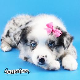 Bi Blue Merle 2 blue eyes - Blue merle female Miniature Australian Shepherd puppy in Pinehurst, Texas from Aussie Amor