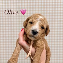 Olive - Parti female Goldendoodle puppy in La Porte, Texas from B+C Doodles
