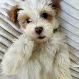 AKC Blue Collar - Red male Havanese puppy in Dallas, Georgia from West Cobb Dogs