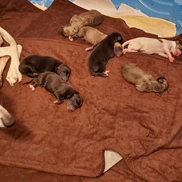 Whippet Puppies from Clarriott Whippets