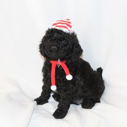 Noelle (Brown collar girl) - Black and white female Cavapoo puppy in Eagle Mountain, Utah from Liberty Farms Puppies