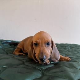 Dachshund All Grown Up from Hotdawgz standard AKC dachshunds