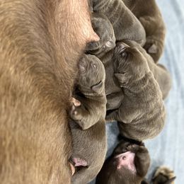 Dilute Retriever and Labrador Retriever Puppies from CKB Labradors