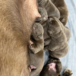 Dilute Retriever and Labrador Retriever Puppies from CKB Labradors