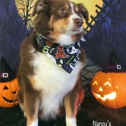 Cherie - Miniature American Shepherd