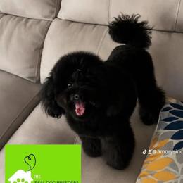 Kisses - Poodle