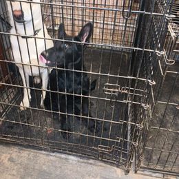 German Shepherd puppies from Puppy Love