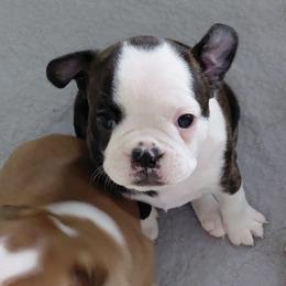 Brooklyn - Black brindle and white female Boston Terrier puppy in Star, North Carolina from Meatloaf's Bostons Family