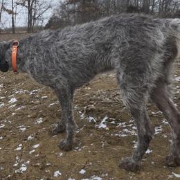 German Wirehaired Pointers from Show Me Kennels