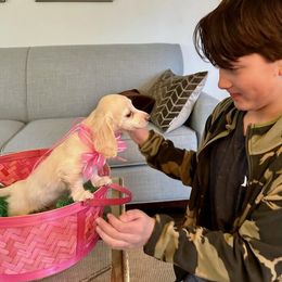 Dachshund Puppies from Heart 2 Heart Puppies