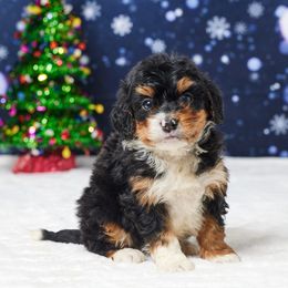 Cash - Tri-color male Bernedoodle puppy in Apple Creek, Ohio from Grandeur Valley Puppies