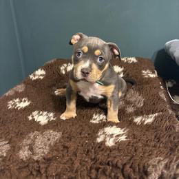 Viserys - Blue tri-color male American Bully puppy in Henderson, Kentucky from Medusa’s Bullies