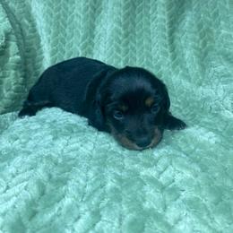 Mitzi - Black and tan female Dachshund puppy in Richmond, Virginia from Paw Prints