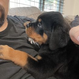 Rottweiler Puppies from GrowlHausRotts