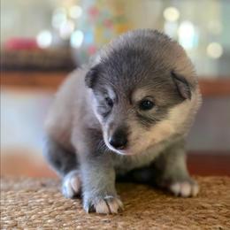 Boy 2 - male Native American Indian Dog puppy in Green Creek, North Carolina from NAID Preservation Project: Corn Moon Medicine Dogs