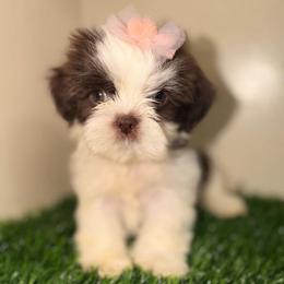 Chloe - Liver and white female Shih Tzu puppy in Monrovia, California from Sunrise Shihtzu Blossom