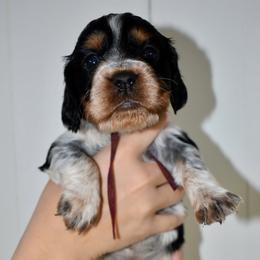 Gazelle - Black white and tan female English Springer Spaniel puppy in Chapmansboro, Tennessee from Balthrop Bend Farms