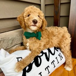Green Boy - Red  male Poodle puppy in Mc Bain, Michigan from The Dog House
