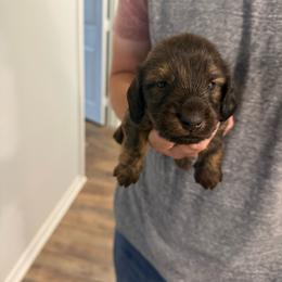 Tempo - Brindle male Dachshund puppy in Celina, Texas from Oak Bridge Farm